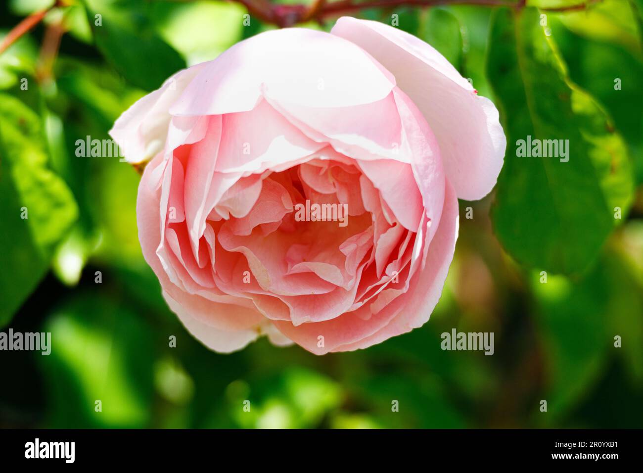 Macro fotografia di una rosa Foto Stock