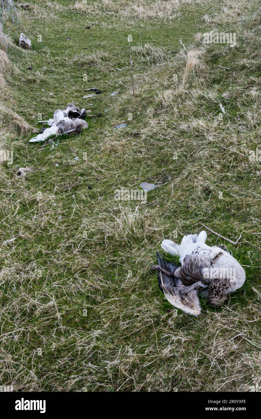 Oche morte sull'isola di Fetlar, Shetland. Si ritiene che siano vittime dell'influenza aviaria. Foto Stock