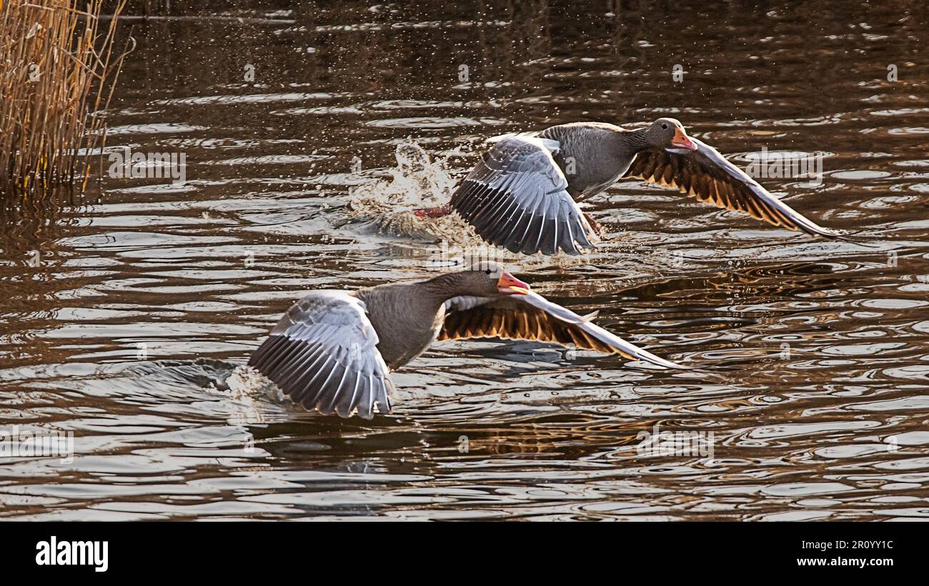 Volo maestoso dell'Oca di Greylag Foto Stock