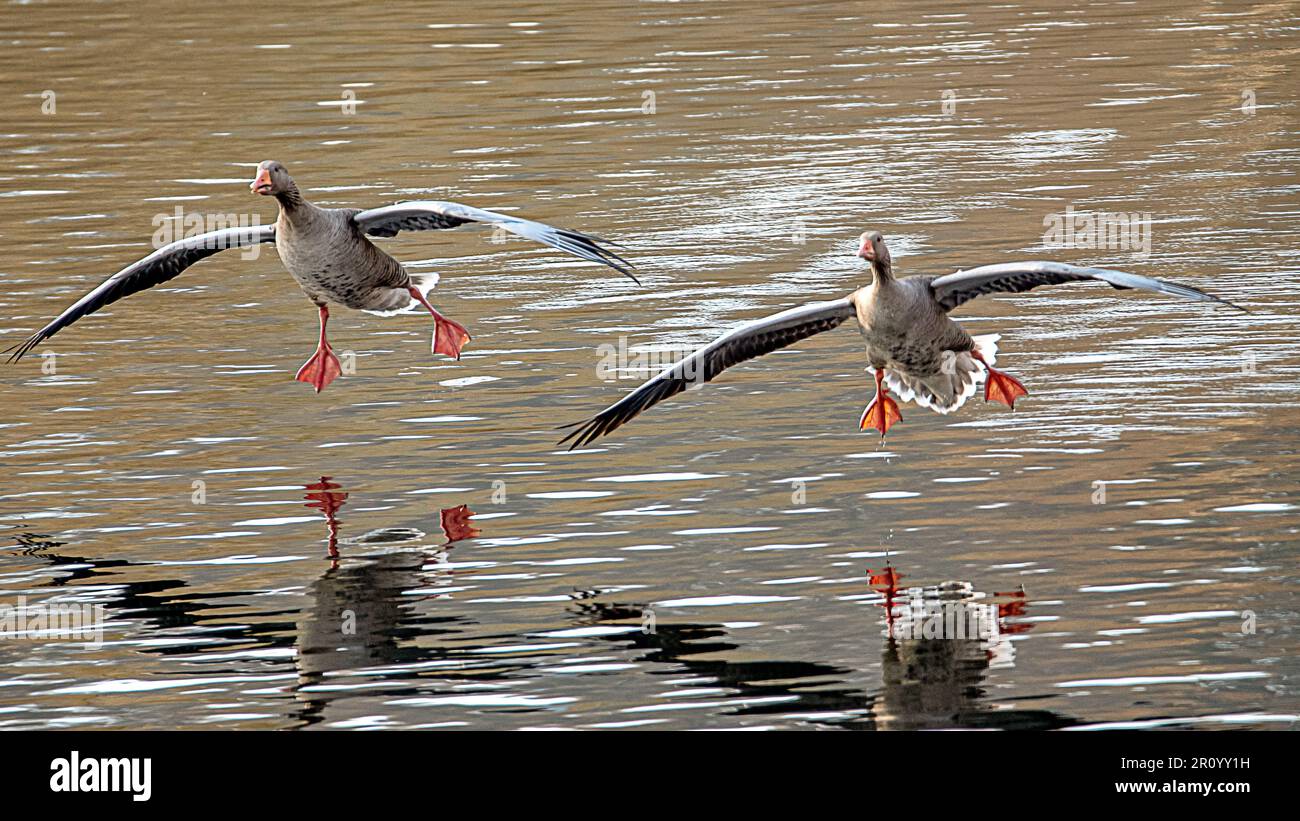 Volo maestoso dell'Oca di Greylag Foto Stock