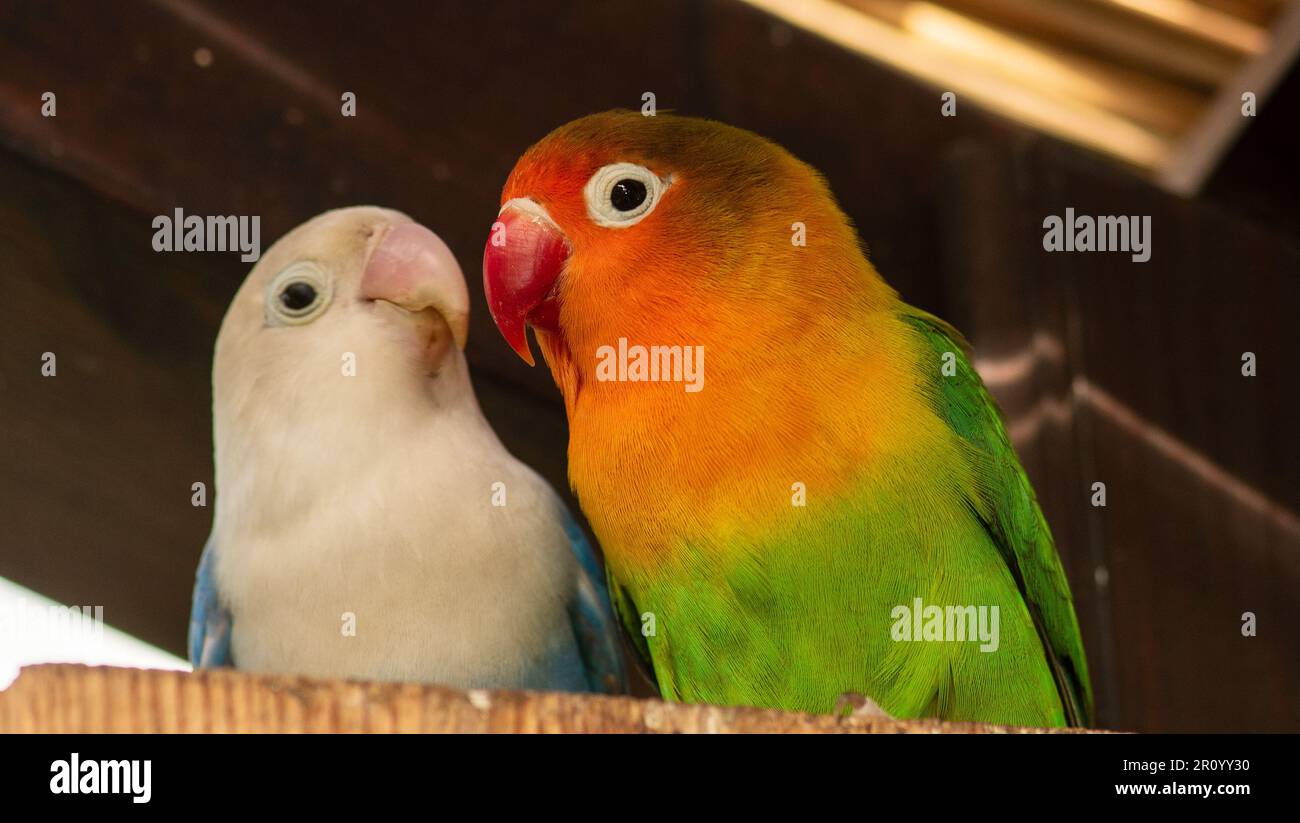 Ammirando i colori vibranti e le giocose antiche dei pescatori Lovebird Foto Stock