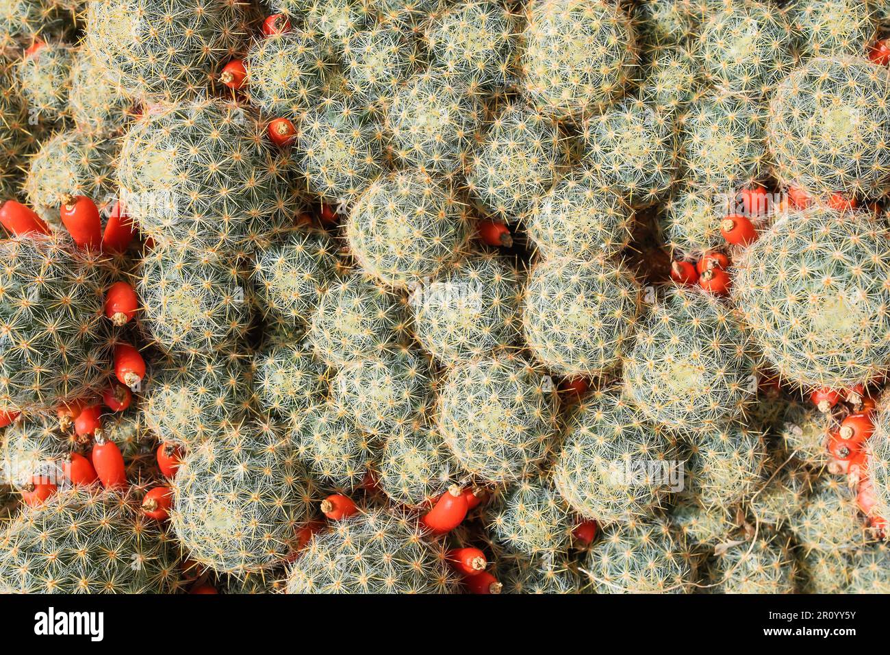 Cactus, piante in vaso vista dall'alto, succulenti in interni, idea per sfondo o screensaver. Foto Stock