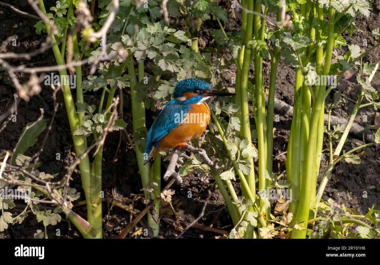 Kingfisher maschio che vola intorno a inseguire il Kingfisher felmale Foto Stock