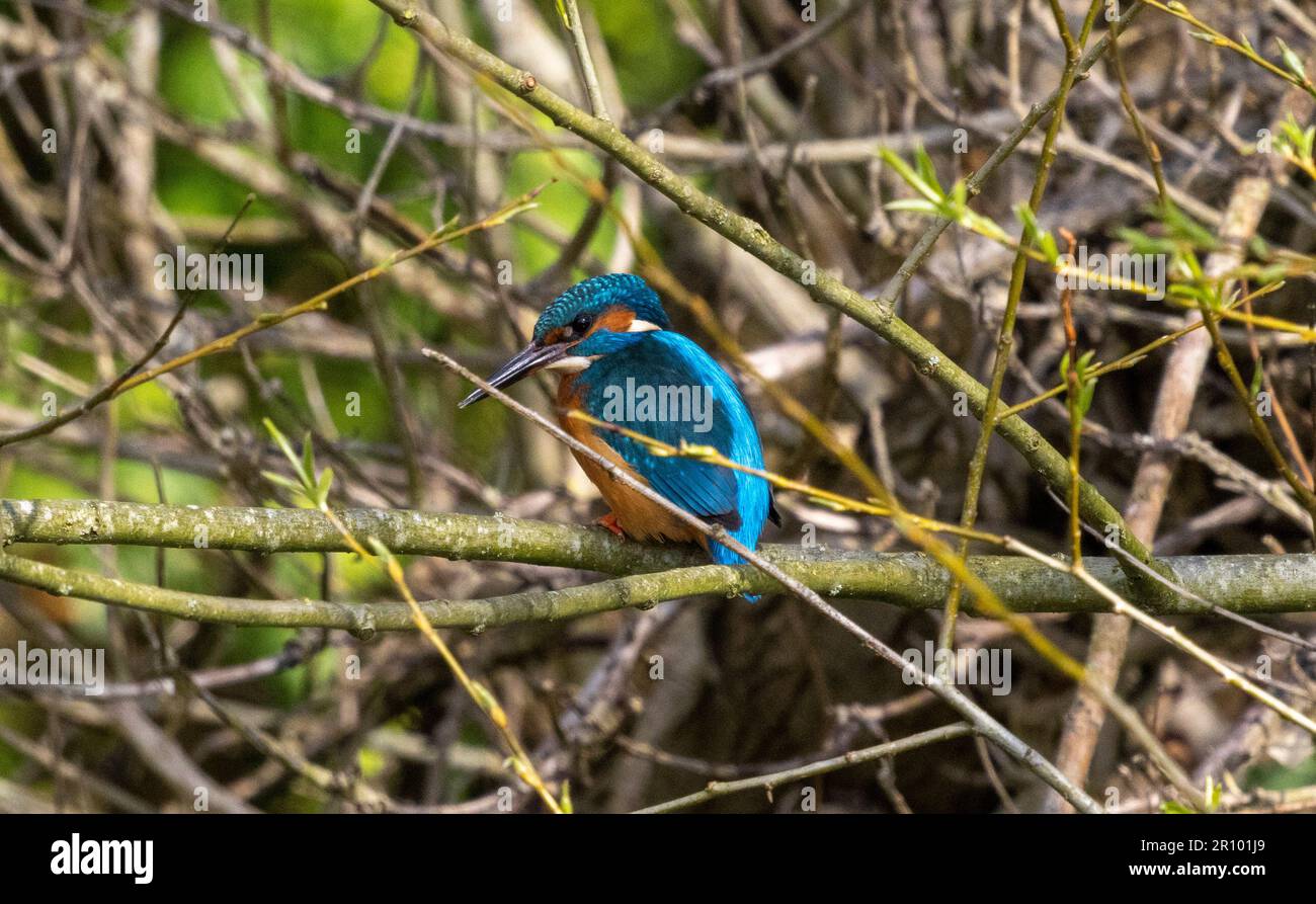 Kingfisher maschio che vola intorno a inseguire il Kingfisher felmale Foto Stock