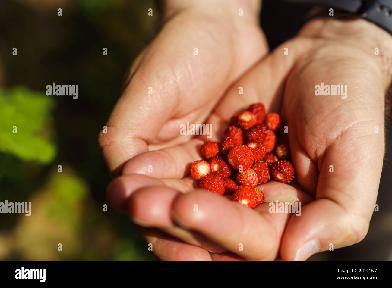 Primo piano delle mani di un uomo in possesso di fragole selvatiche fresche raccolte nella foresta all'inizio dell'estate. Fragaria vesca, comunemente chiamata la fragola selvatica Foto Stock