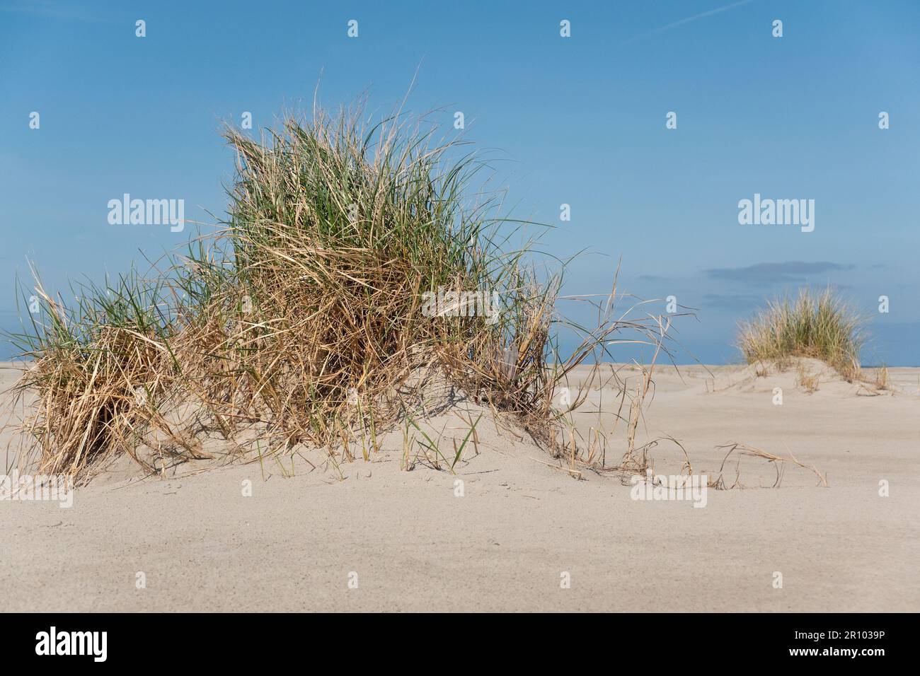 Dune formandosi su una spiaggia: L'erba di Marram cattura la sabbia e forma le dune embrionali Foto Stock