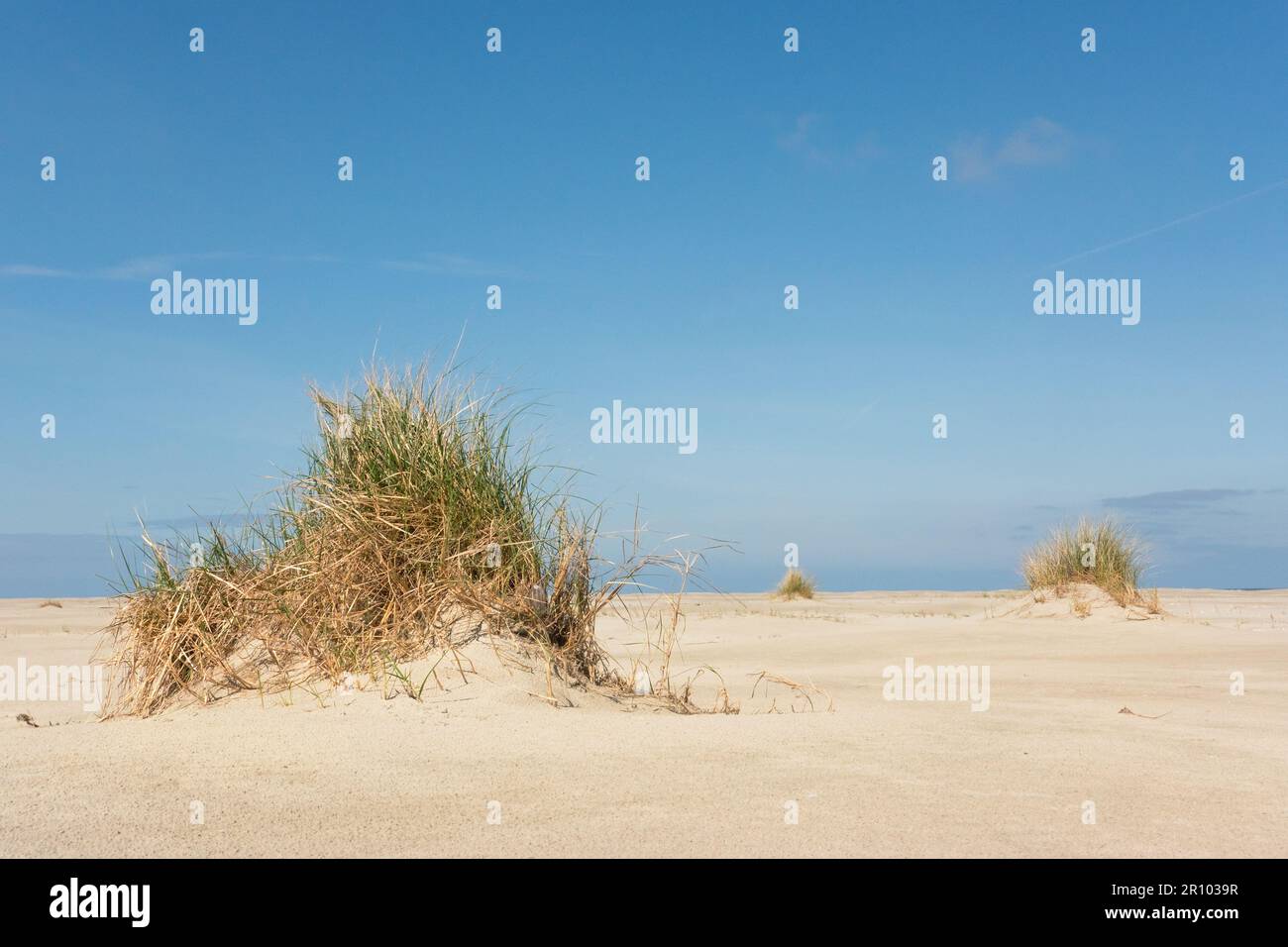 Dune formandosi su una spiaggia: L'erba di Marram cattura la sabbia e forma le dune embrionali Foto Stock Dune formandosi su una spiaggia: L'erba di Marram cattura la sabbia e forma le dune embrionali Foto Stock