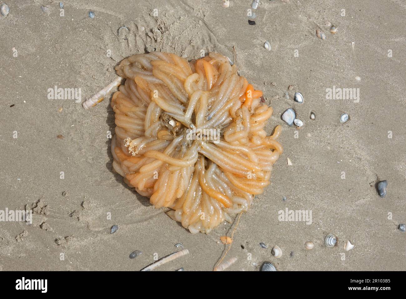 Mazzo di tube gelatinose contenenti uova di calamari eurpei, lavati in spiaggia Foto Stock