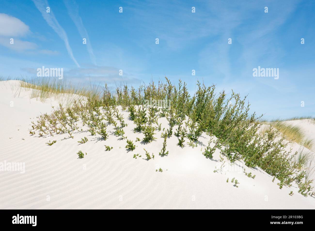 Dune forming: Rami di salice strisciante cattura sabbia e forma duna embrionale Foto Stock