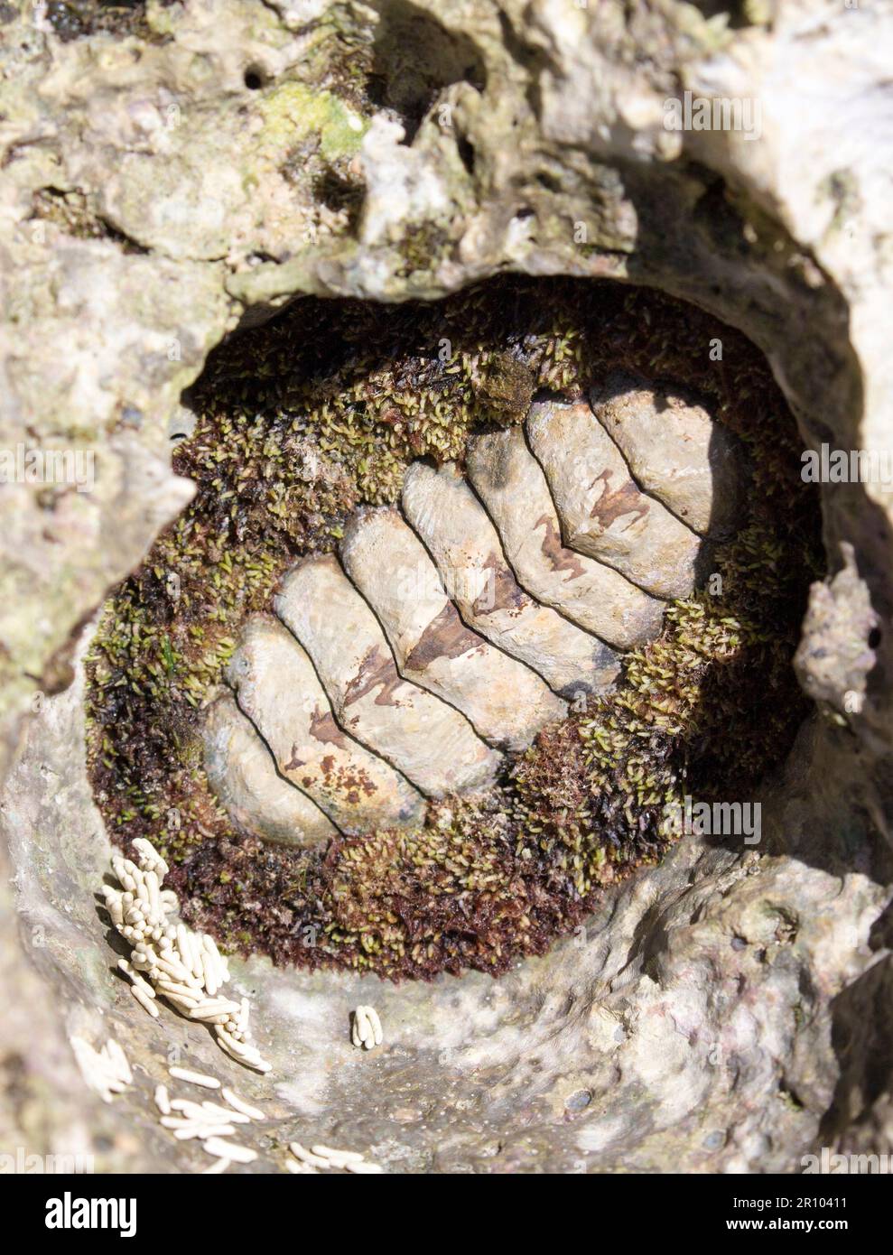 Veduta di una granulata di Acantopleura in Nuova Caledonia Foto Stock