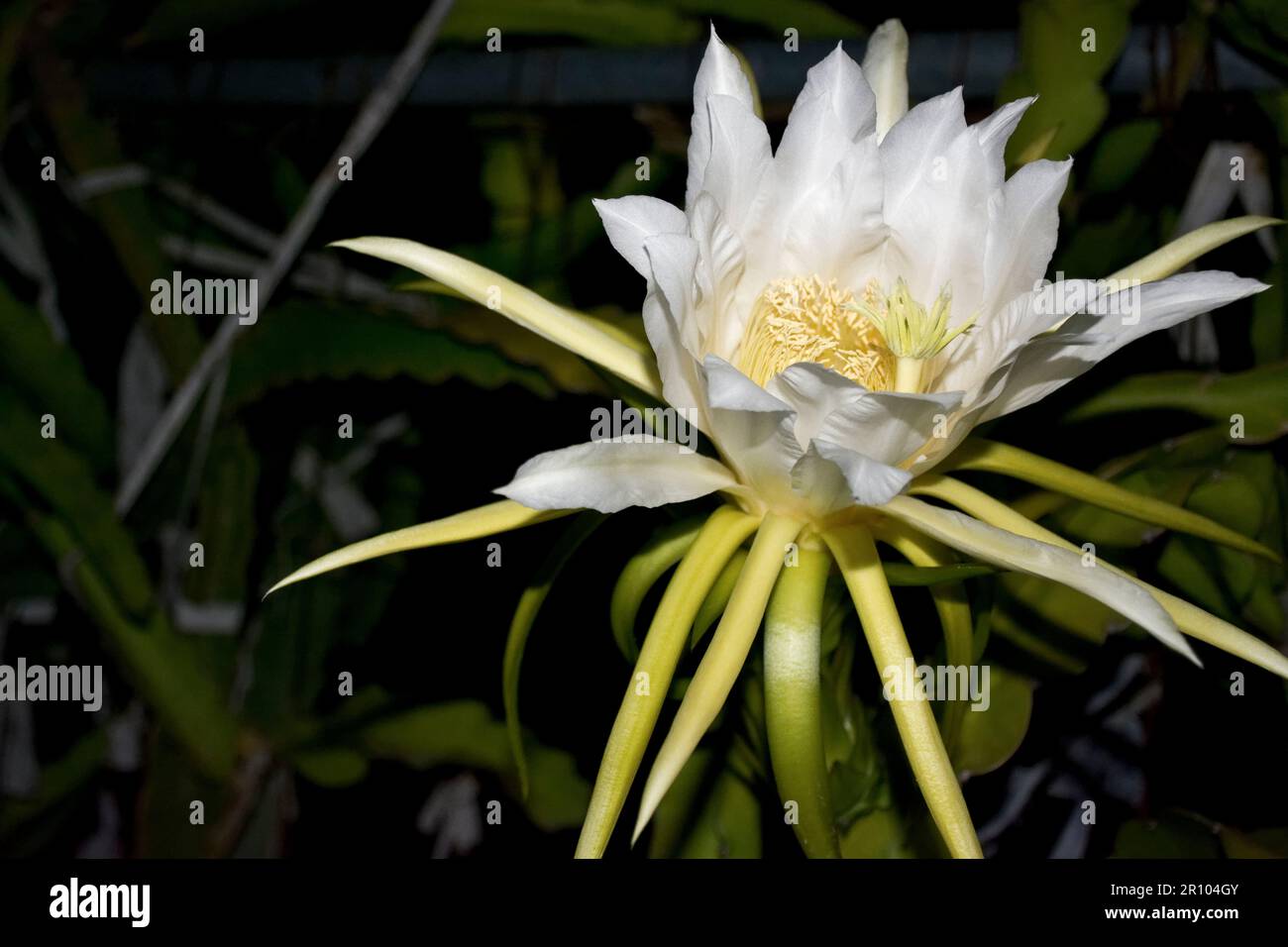 La pianta del frutto del drago si trasforma in splendidi fiori bianchi nelle notti d'estate o d'autunno Foto Stock