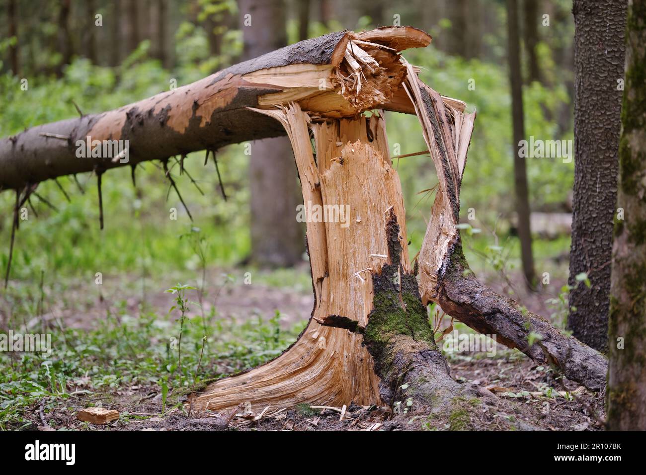 Tronco di albero rotto nella foresta. Pino caduto. Danni all'albero. Foto Stock