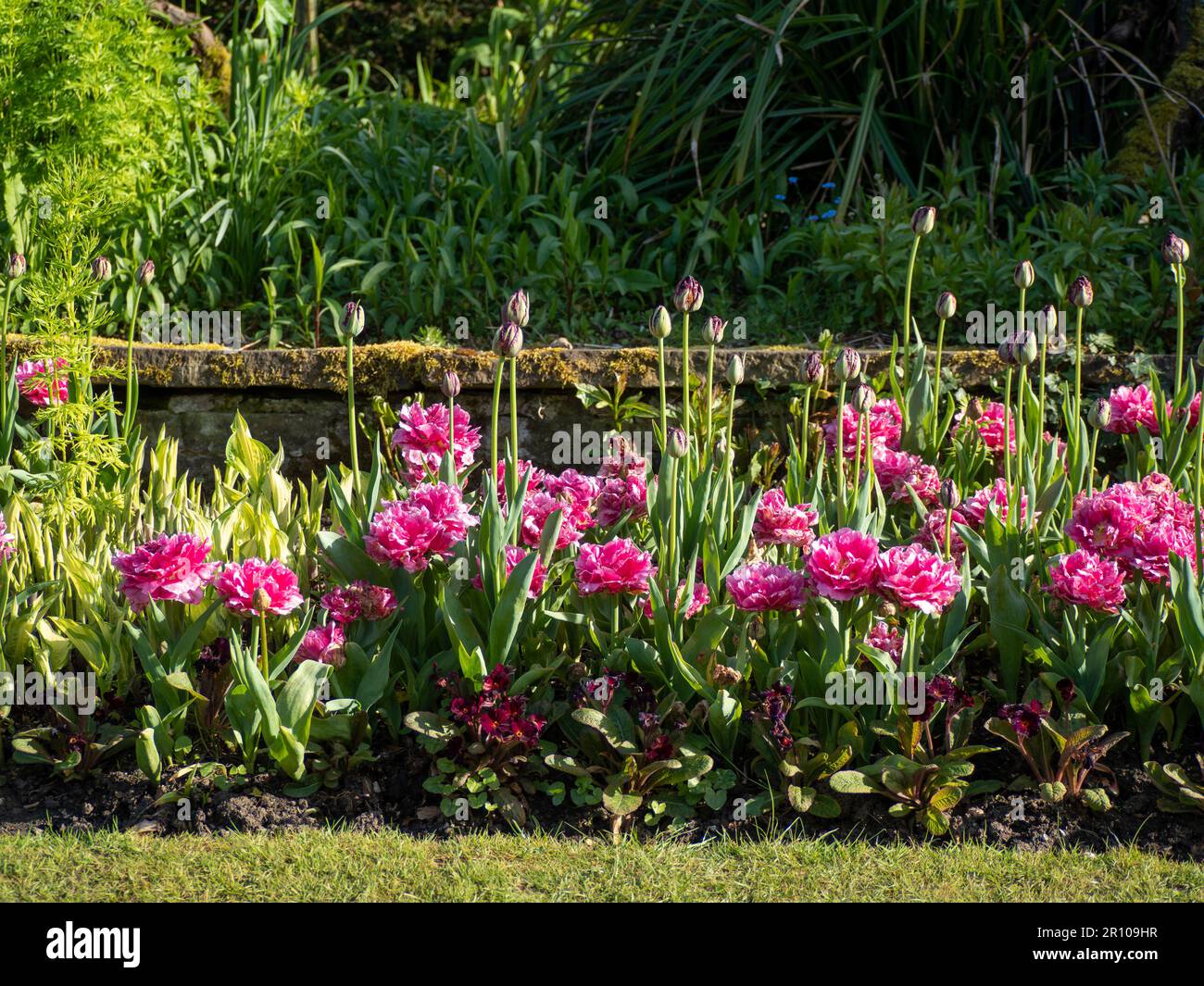 Tulipani giardino Chenies Manor nel mese di maggio, tulipani Dior rosa brillante con alleati viola in germoglio, piantati nel giardino sommerso. Bel tempo e colori vivaci. Foto Stock