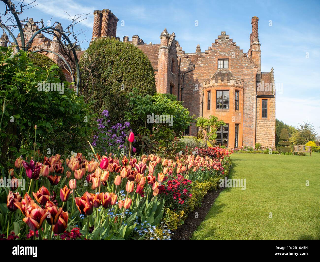 Chenies Manor Garden Tulipani in una serata di maggio. Impianto di massa di varietà di tulipano Slawa e Apricot Foxx. Nuove foglie fresche e sempreverdi tagliati. Foto Stock