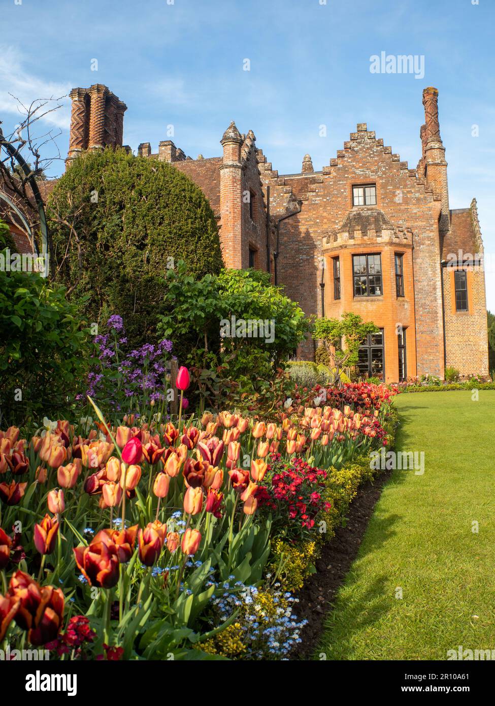 Chenies Manor Garden Tulipani in una serata di maggio. Impianto di massa di varietà di tulipano Slawa e Apricot Foxx. Nuove foglie fresche e sempreverdi tagliati. Foto Stock