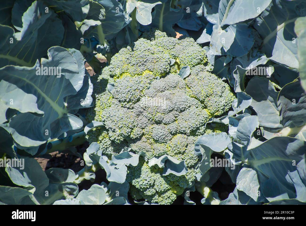 Broccoli in crescita in campo Foto Stock
