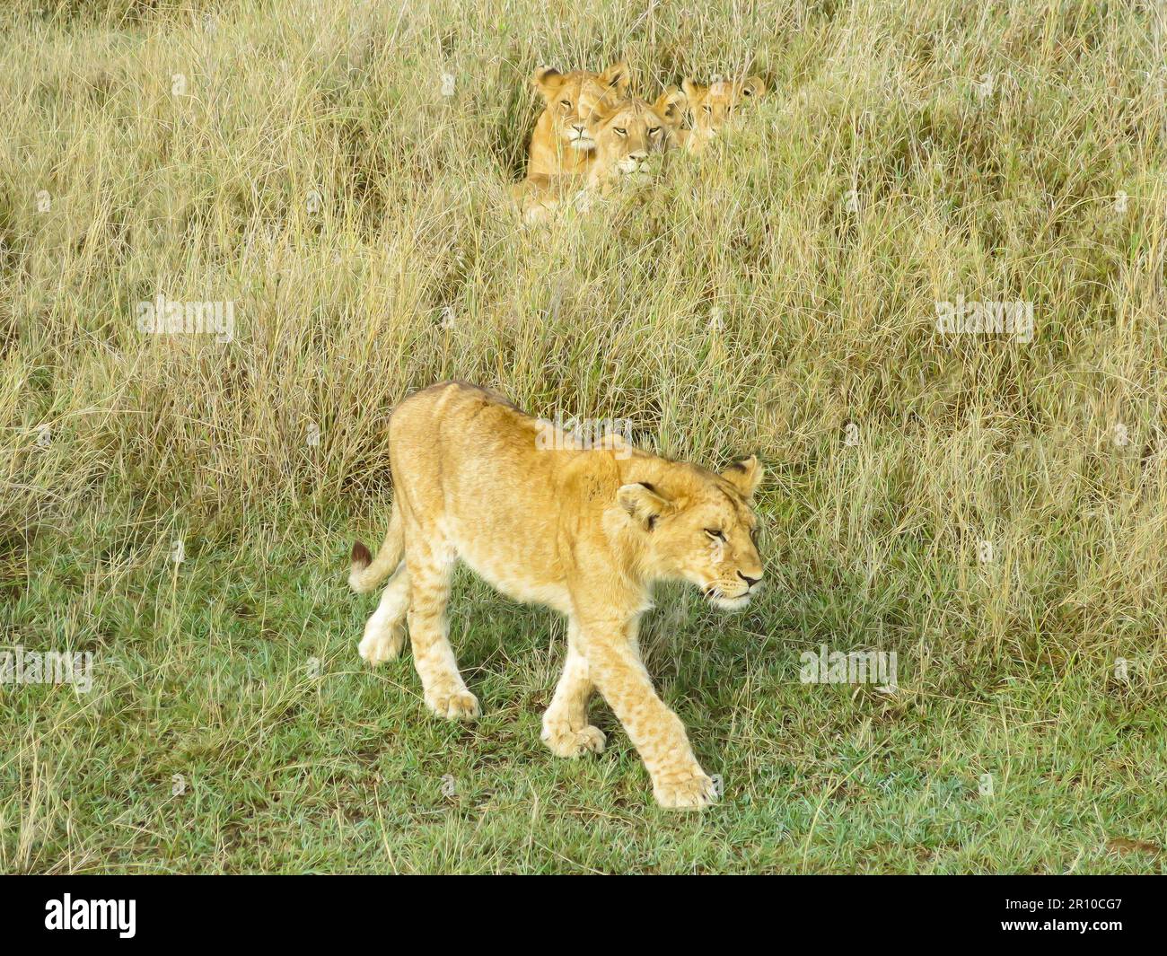 Leone in movimento, Parco Nazionale del Serengeti, Tanzania, Africa orientale Foto Stock