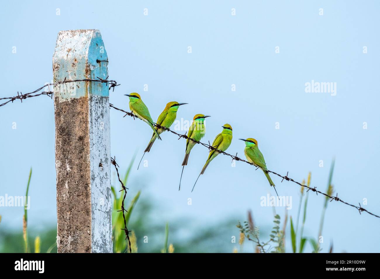 Asian Green Bee-Eaters, Nal Sarovar, Gujarat, India Foto Stock