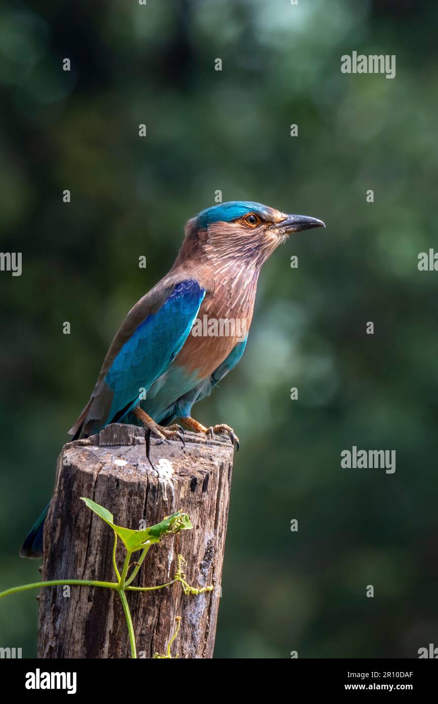 Indian Roller, Parco Nazionale di Bandhavgarh, Madhya Pradesh, India Foto Stock