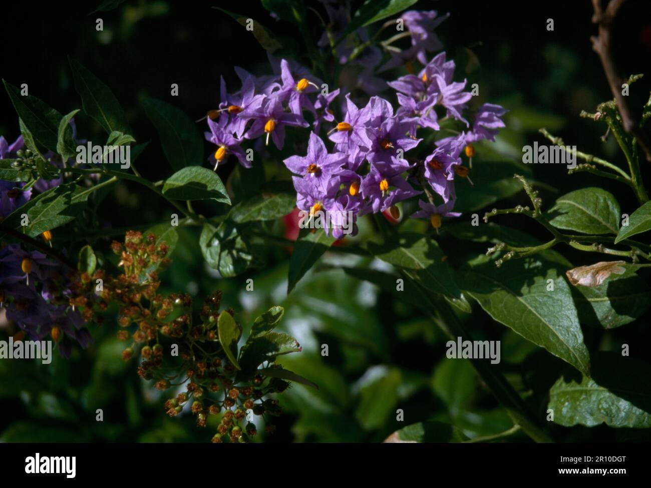 Woody Nightshade (Solanum Dulcamara) in Flower nella stessa famiglia di Deadly Nightshade (Belladonna), ma non come tossico Foto Stock