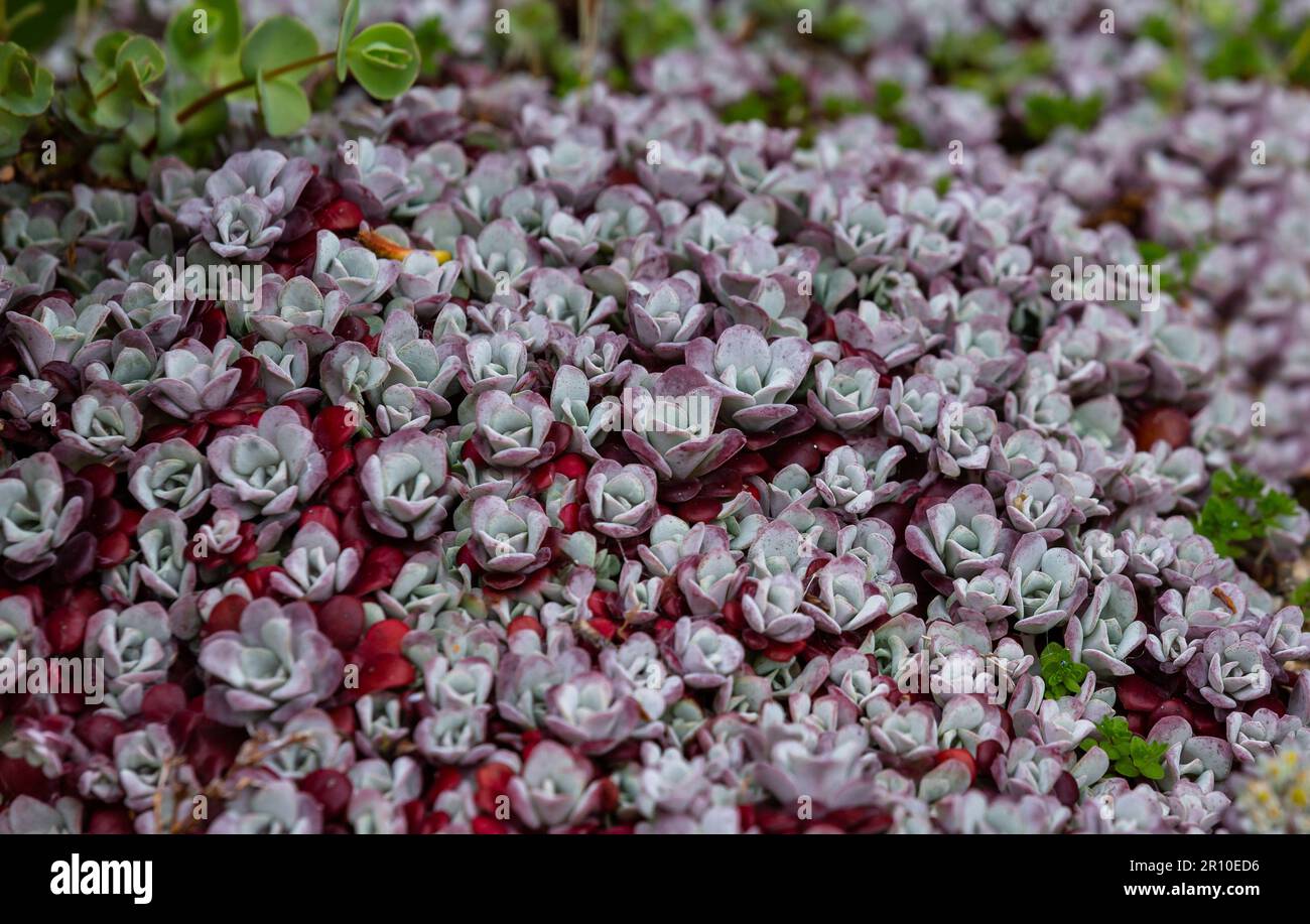 Sedum spathulifolium 'Capo Blanco' (Stonecrop a foglia larga). Foto Stock