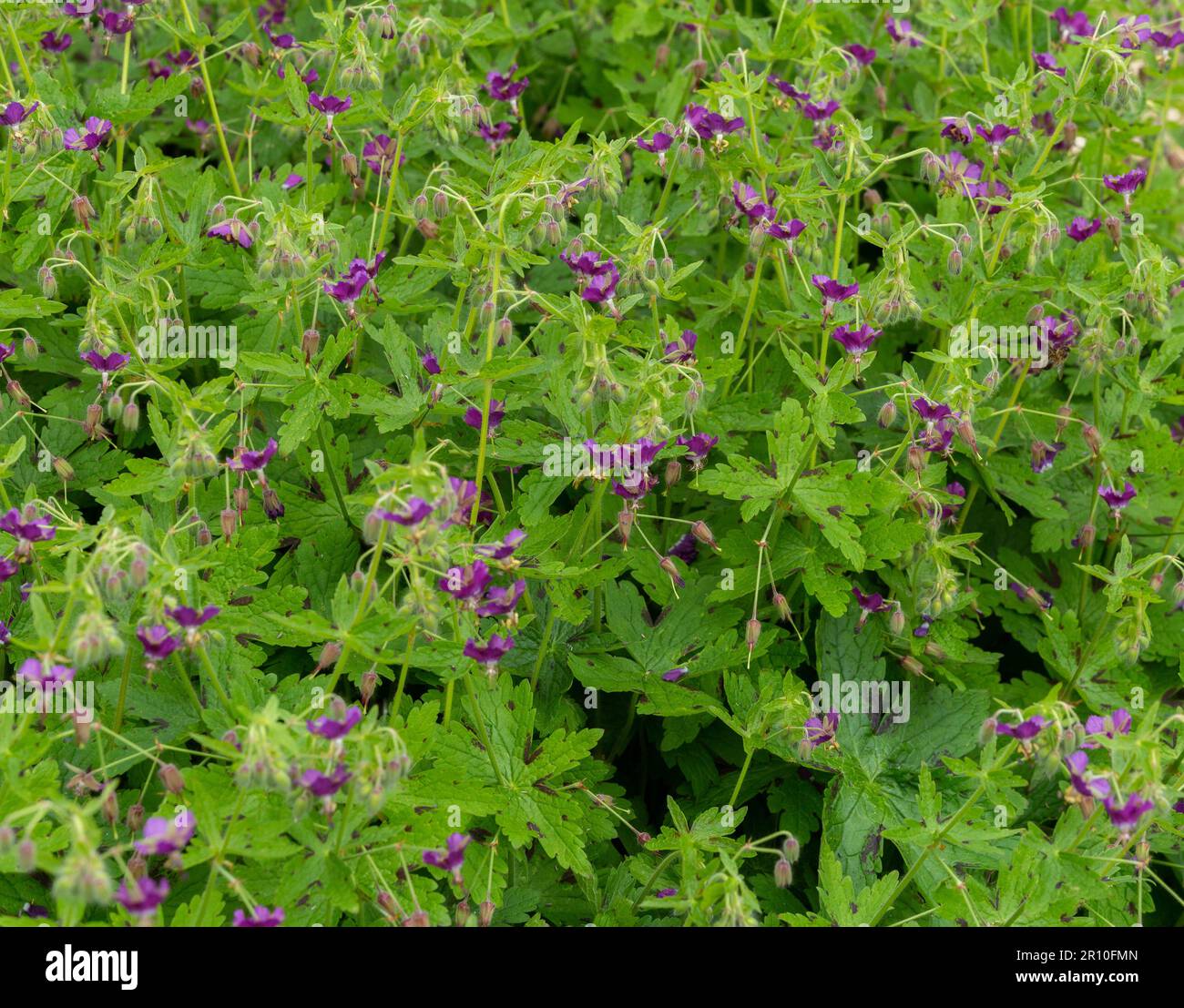 Geranium phaeum. Buono Cranesbill. Geranium Samobor. Foto Stock