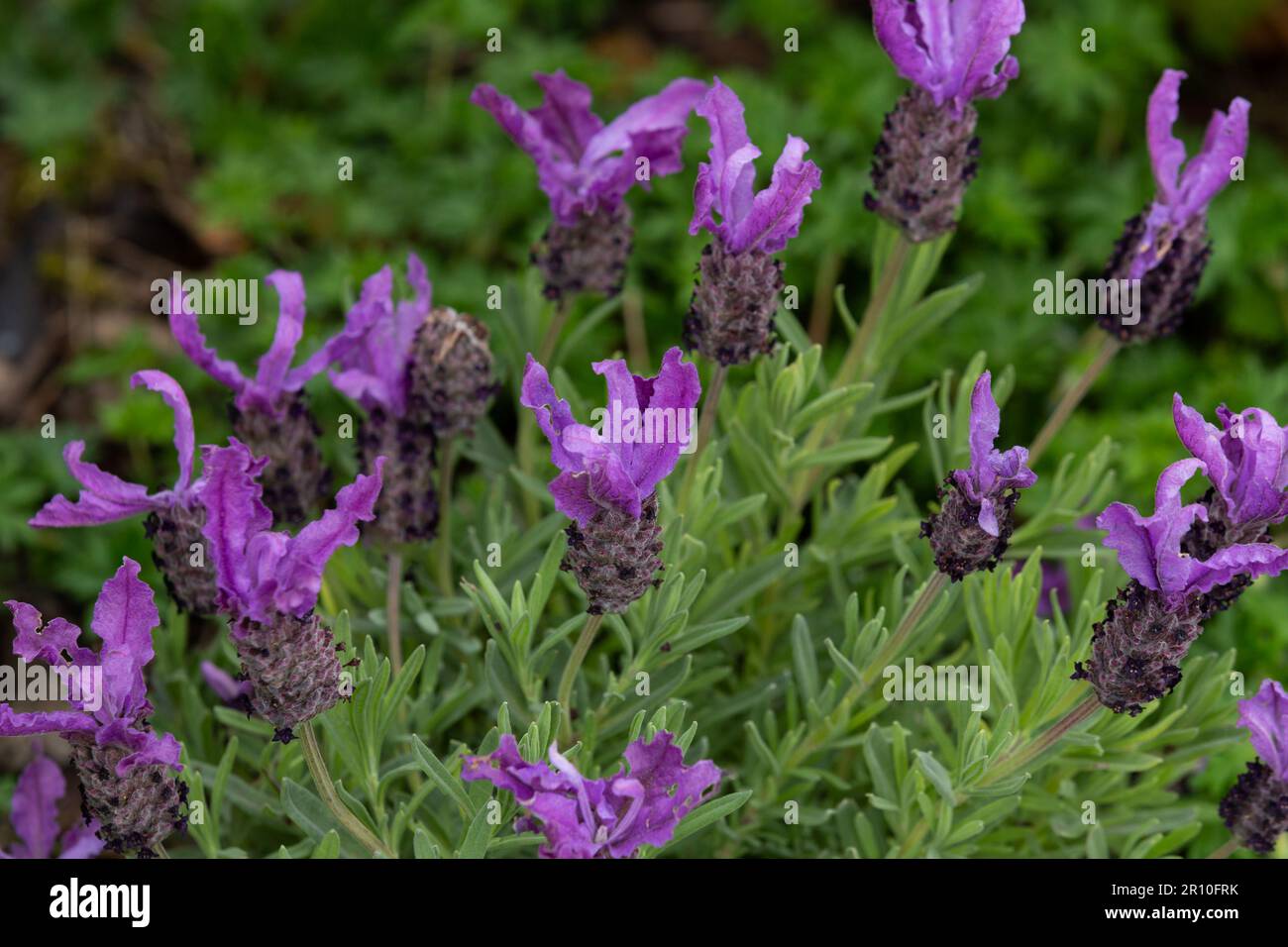 Lavanda francese (Lavandula stoechas) Foto Stock