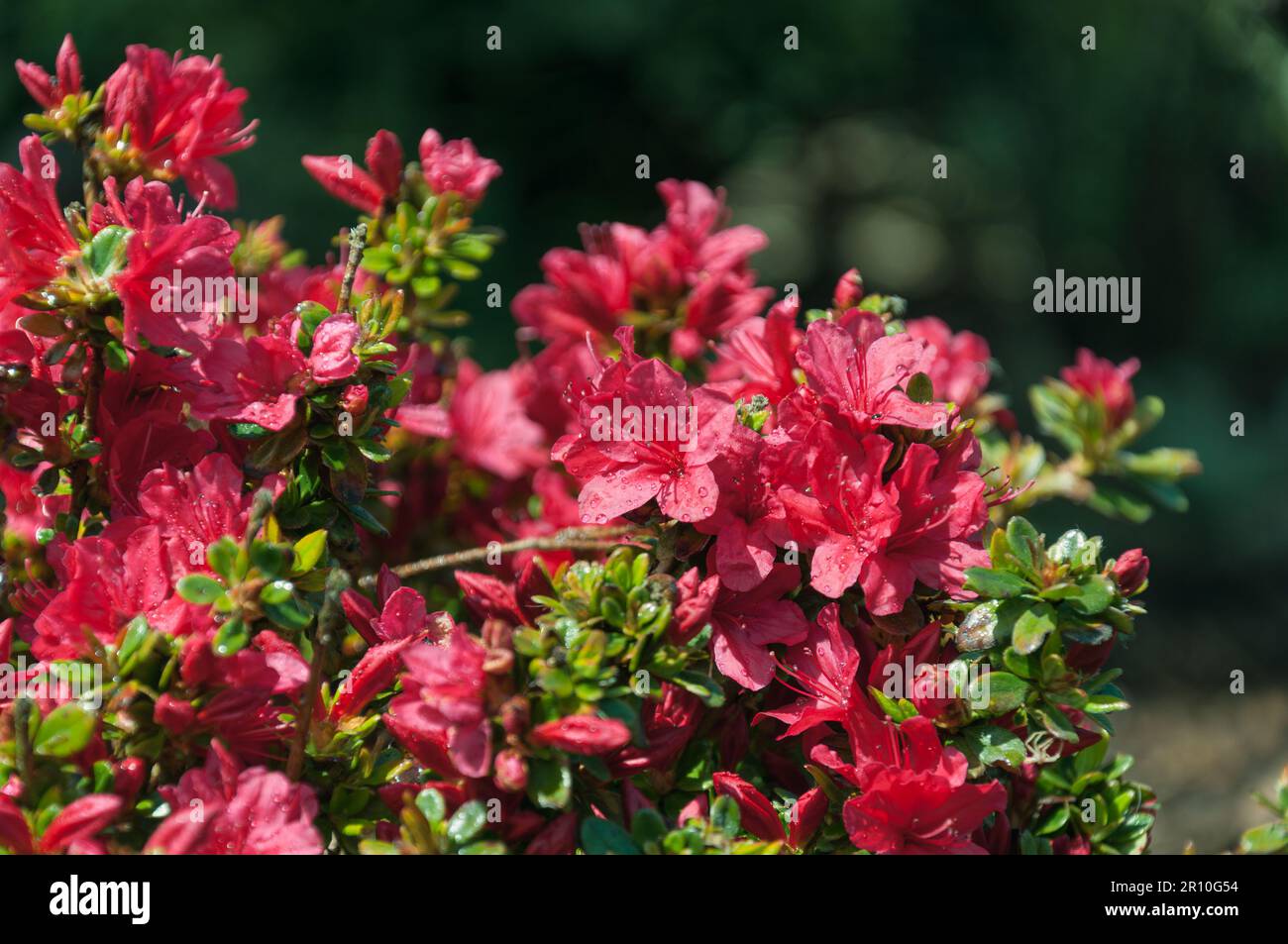 Fioritura fiori rossi di rododendro japonicum. Primo piano. Foto Stock