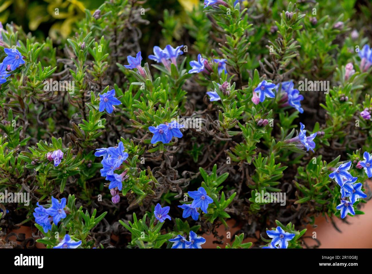 Lithodora diffusore Stella Blu in fiore. Foto Stock