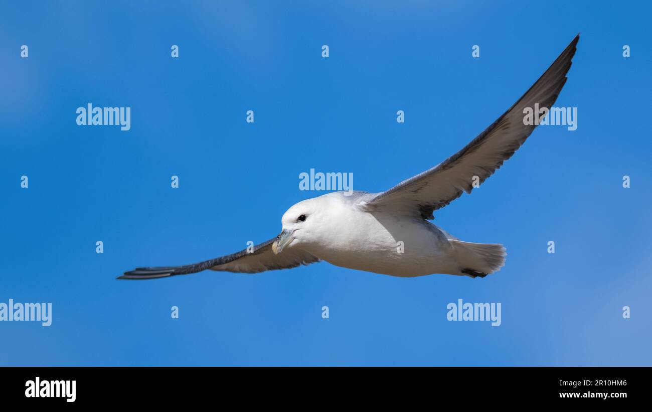 Fulmar settentrionale che vola con le ali sbattite in un cielo blu chiaro Foto Stock