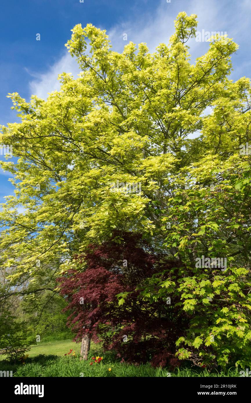 Albero di Sycamore, Habitus, Acer pseudoplatanus 'Nizetii', acero dell'albero Foto Stock