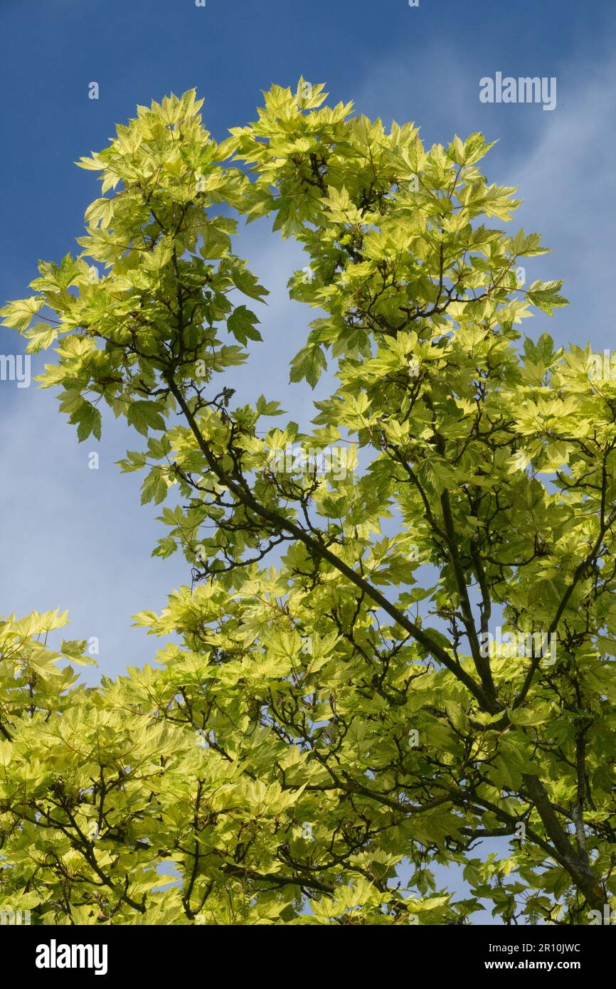 Albero di Sycamore, Acer pseudoplatanus 'Nizetii' Foto Stock
