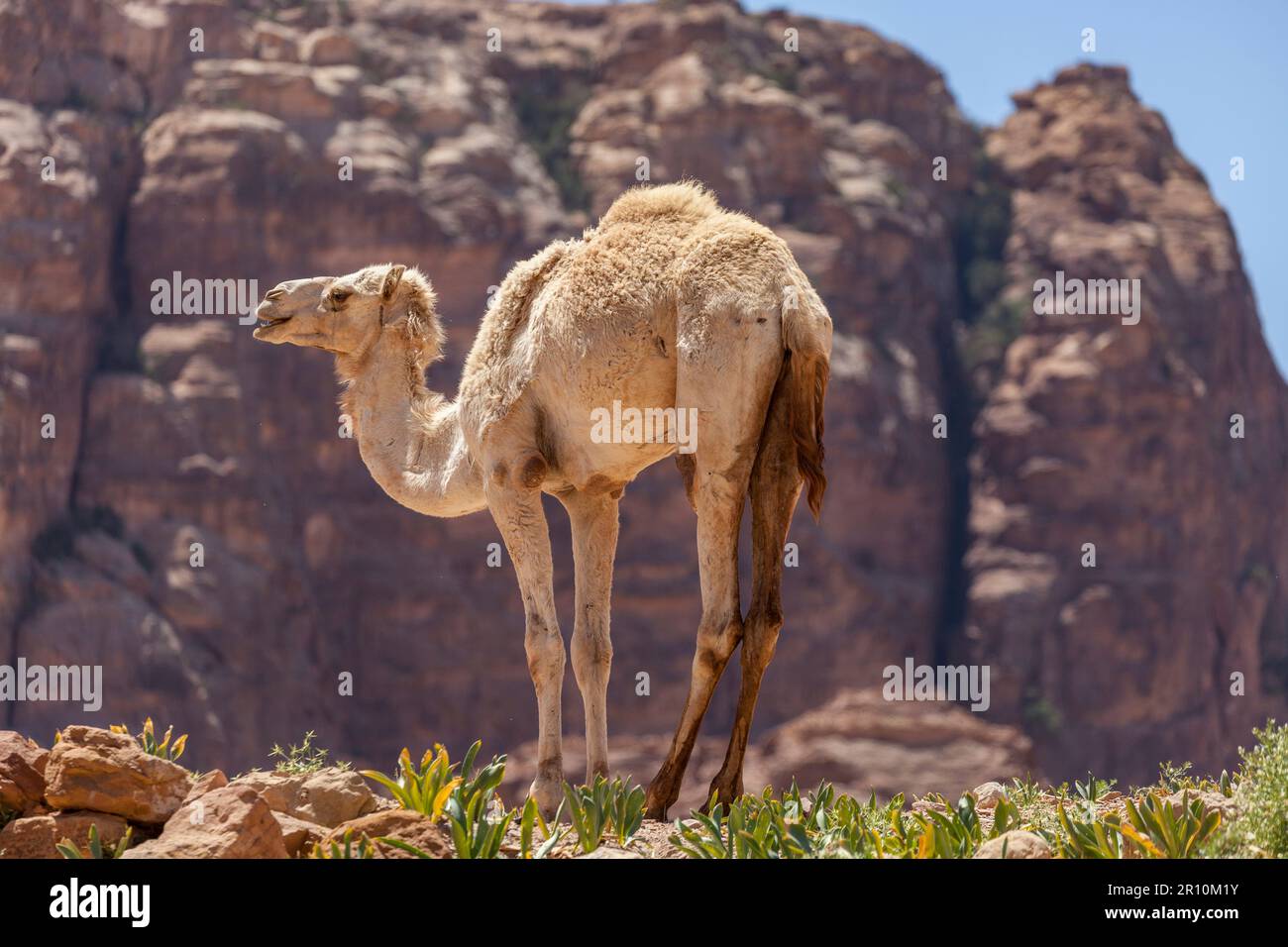 Il Cammello di Petra, Giordania Foto Stock