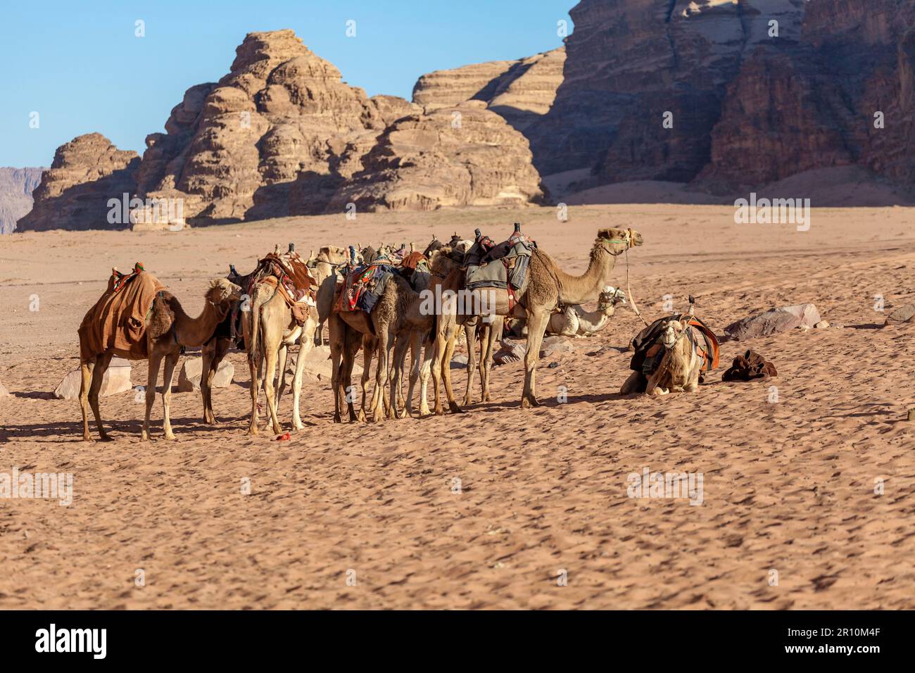 Cammelli nel Wadi Rum, Giordania Foto Stock