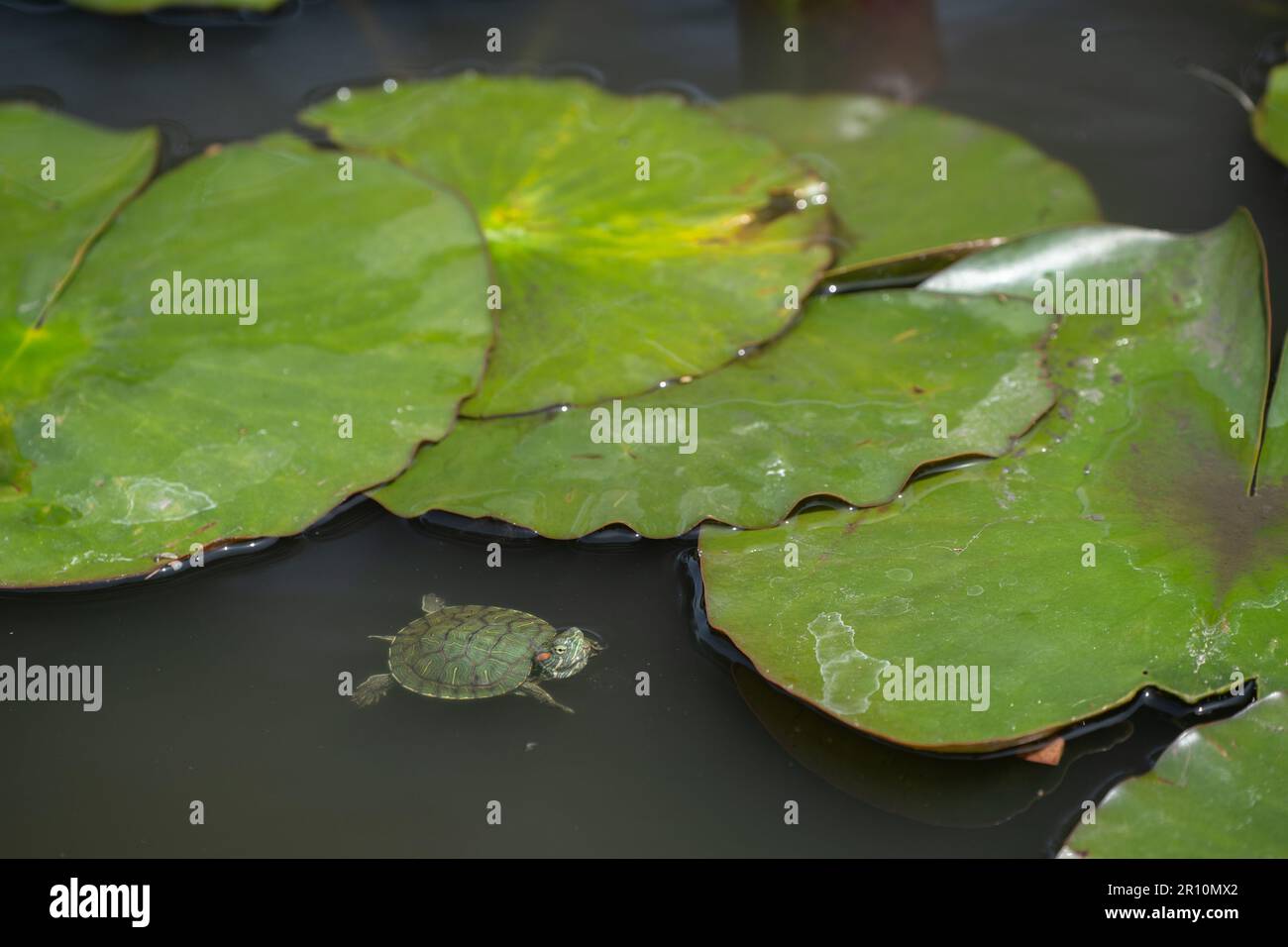 Tartaruga bambino che nuota in stagno vicino ai rilievi del giglio Foto Stock