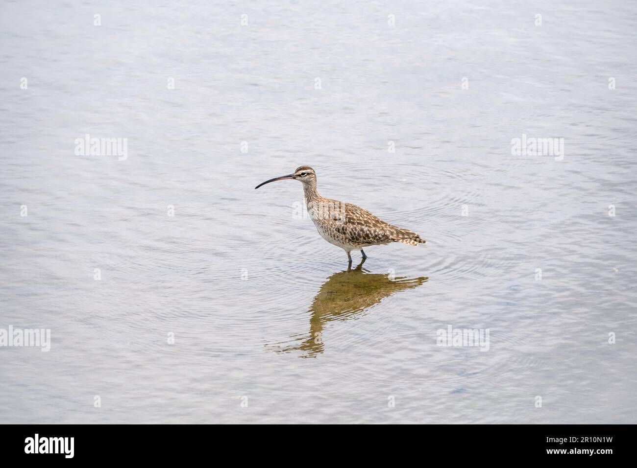 Whimbrel pesca di uccelli di mare nelle zone umide Foto Stock