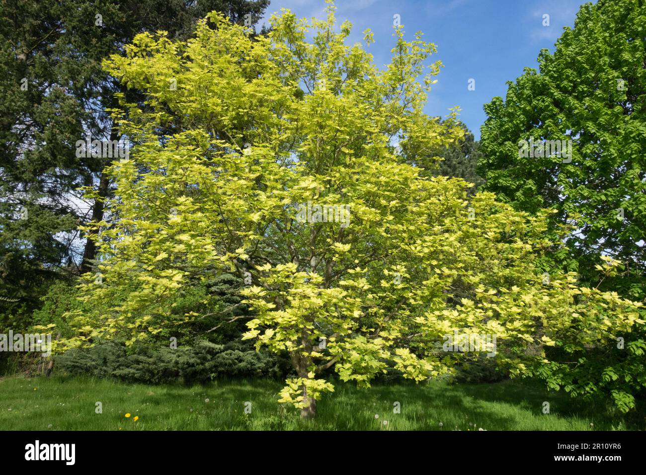 Acer pseudoplatanus 'Aureo-variegatum', Sycamore acero Foto Stock
