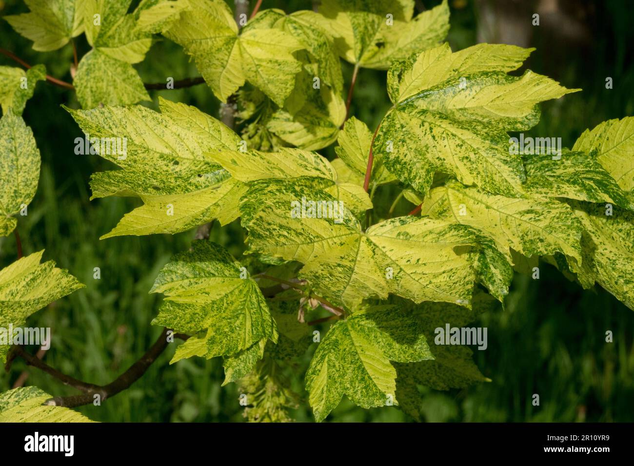 Acer pseudoplatanus 'Aureo-variegatum', acero di Sycamore, foglie, Primavera, colore, foglia, Fogliame Foto Stock