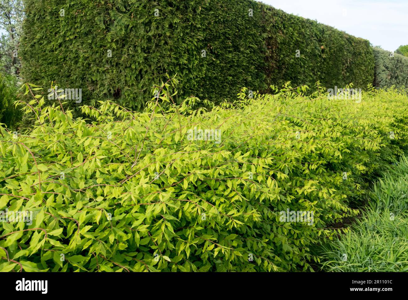 Siepe di Euonymus, Euonymus alatus, mandrino alato, siepe da giardino Foto Stock