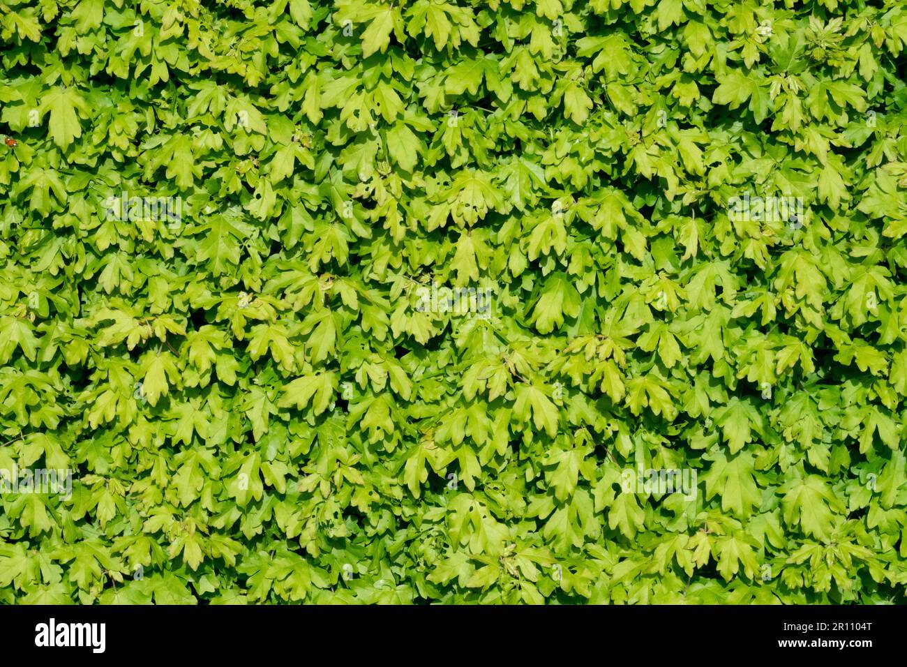 Acero siepe Acer campestre 'Nanum' verde primavera Foto Stock