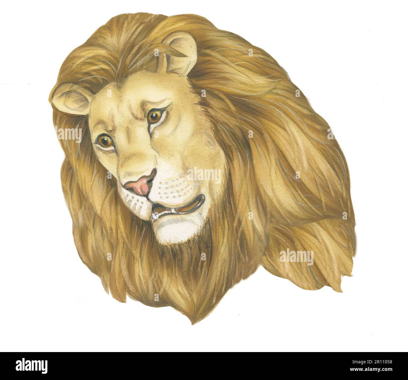 Capo Animali-Lions Foto Stock