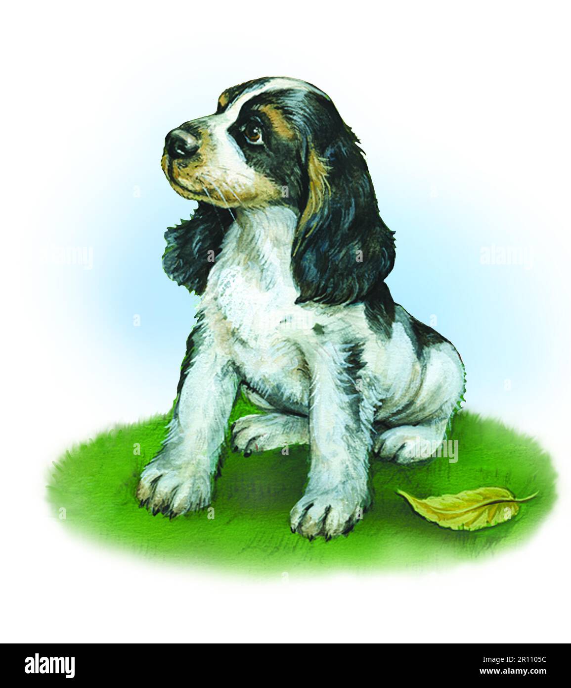 Animali-cane spagnolo, seduto, Foto Stock