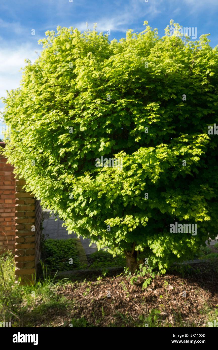 Acer campestre 'Nanum', Acer campestre Tree Foto Stock