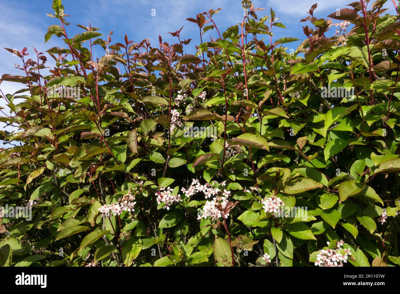 Giardino, Hedge, Punus padus 'Colorata', Bird Cherry Foto Stock