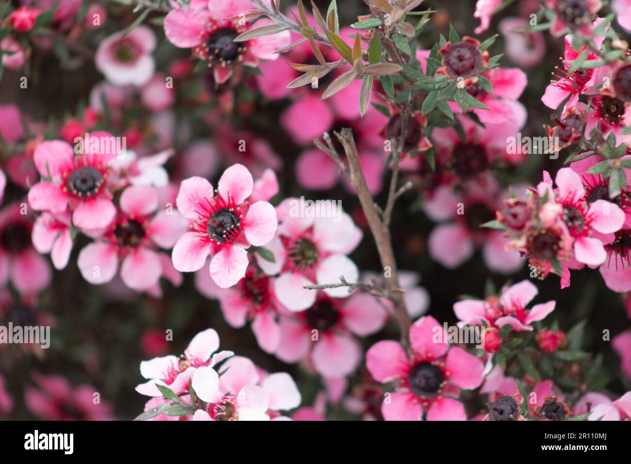 Immagine ravvicinata dei fiori di Manuka della Nuova Zelanda. Il suo nettare produce miele di Mānuka. Foto Stock