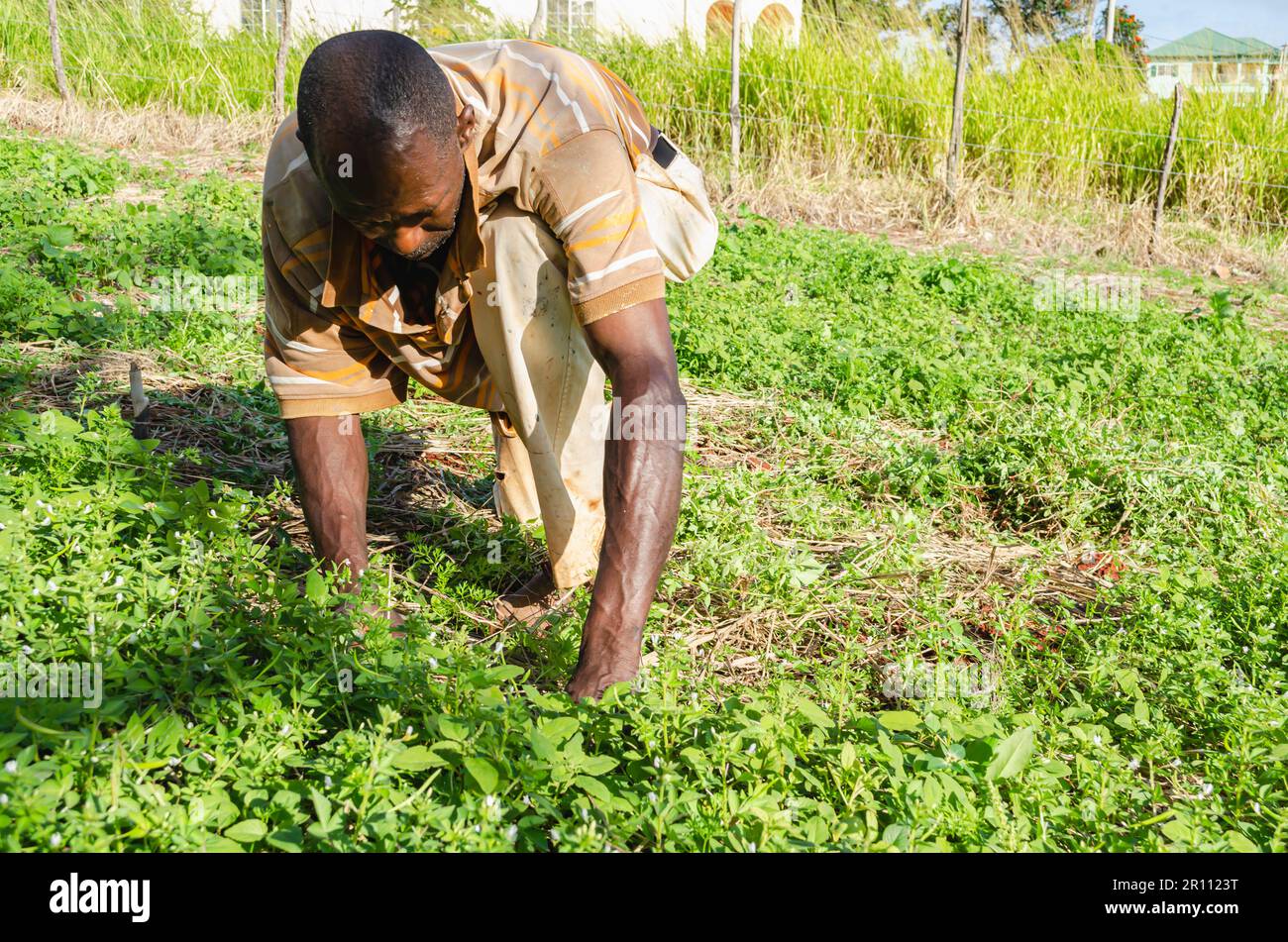 Uomo che lavora nel Giardino delle carote Foto Stock