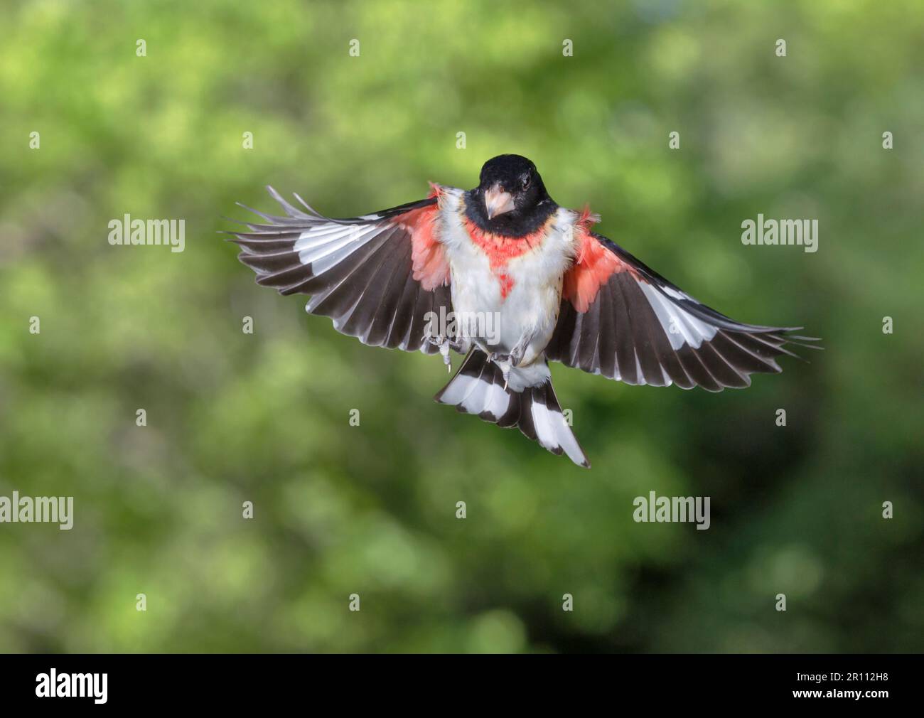 Briciolo brinato di rosa (Pheucticus ludovicianus) che vola maschio, durante la migrazione primaverile, Galveston, Texas, USA Foto Stock
