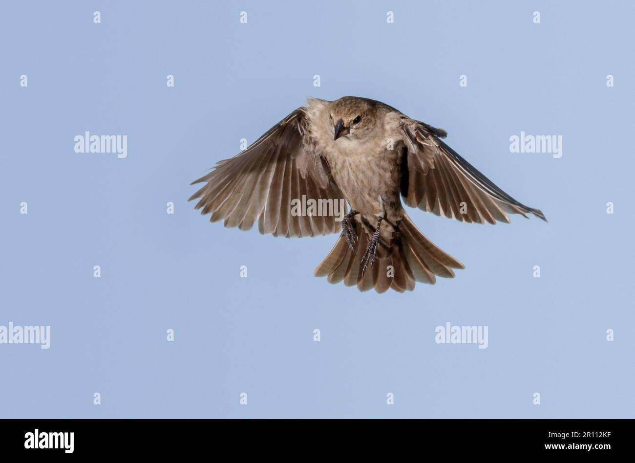 Cowbird a testa marrone (Molotrhus ater) femmina di volo, Galveston, Texas, USA. Foto Stock