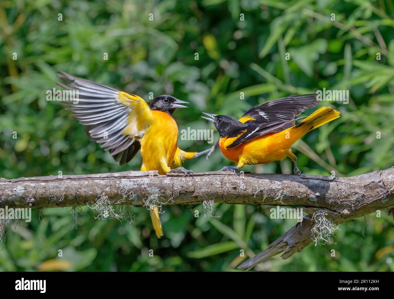 Baltimore oriole (Icterus galbula) uomini che combattono durante la migrazione primaverile, Galveston, Texas, USA. Foto Stock