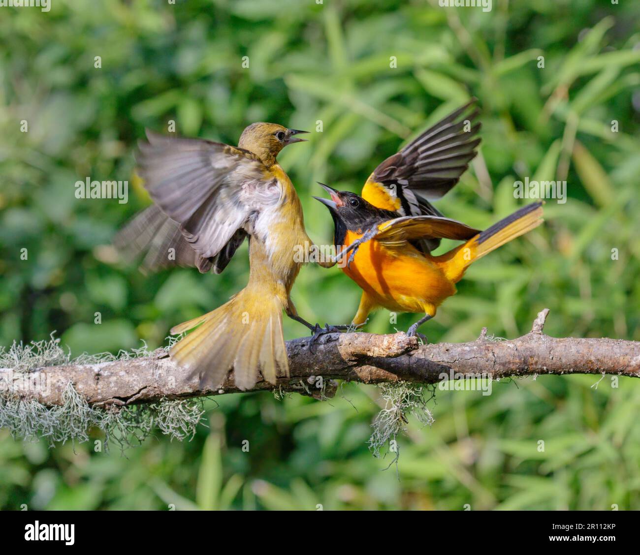 Baltimore oriole (Icterus galbula) combattimenti maschili e femminili durante la migrazione primaverile, Galveston, Texas, USA. Foto Stock
